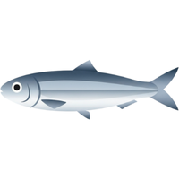 Herring | Fish with Names and Types