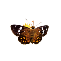 Hesperiid | Butterflies with Names and Types