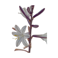 Hesperocallis | Desert Flowers with Names and Types