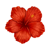 Hibiscus