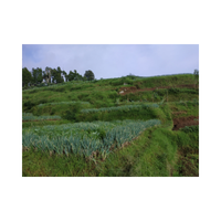 Hillside | Swards with Types and Names