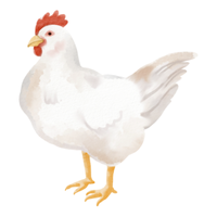 Hittite | Chickens with Names and Types