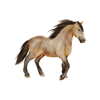 Holst | Horses with Names and Types