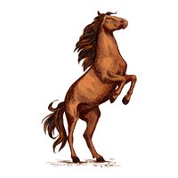 Holstein | Horses with Names and Types