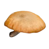Honey Fungus | Mushrooms with Names and Types