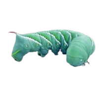 Hornworm | Crawling Insects Names