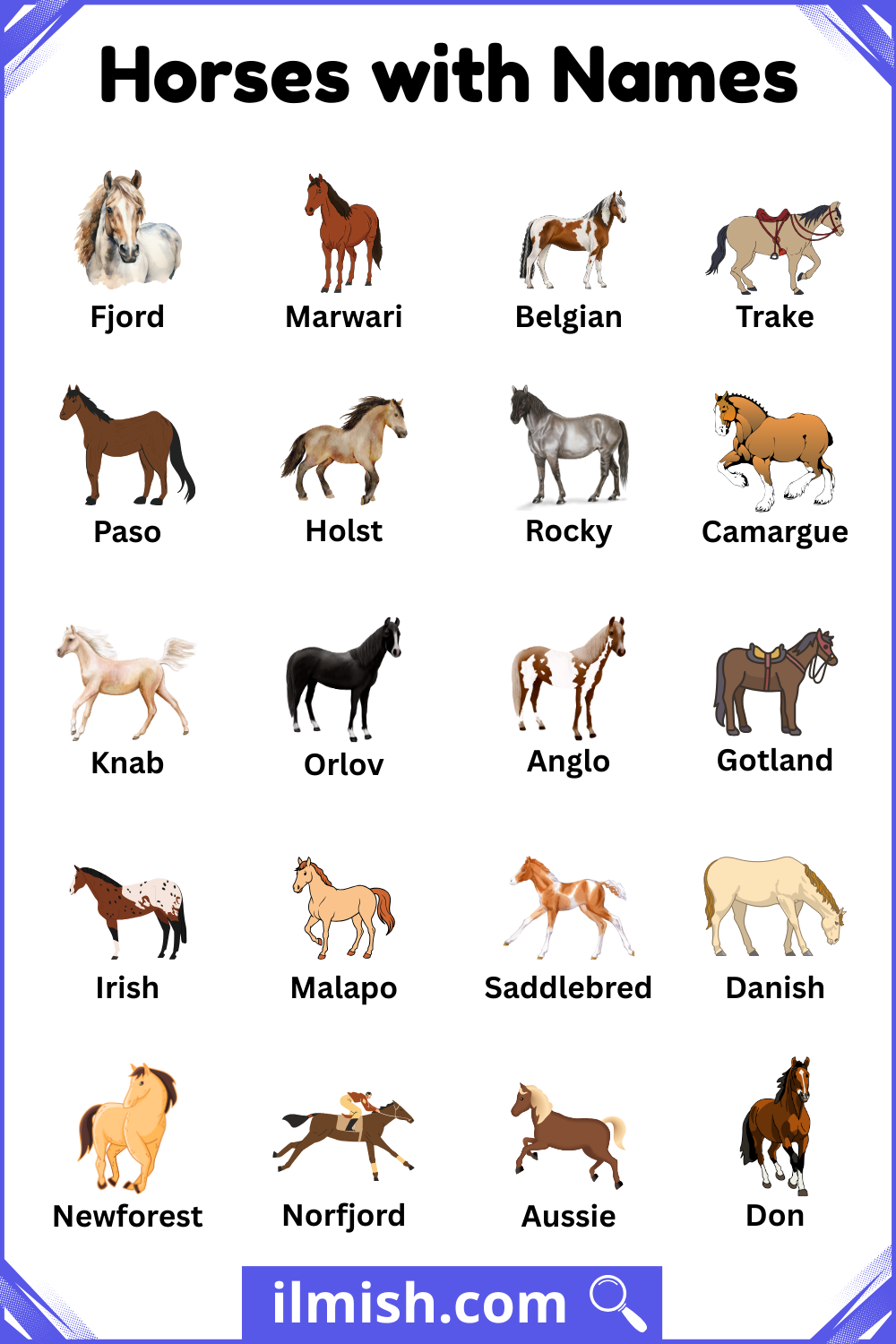 Horses Names and Types in English with Images