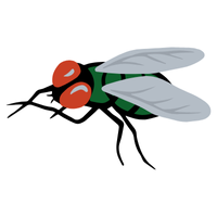 Housefly larva | Crawling Insects Names