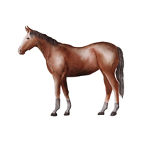 Hucul | Horses with Names and Types