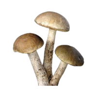 Humus | Mushrooms with Names and Types