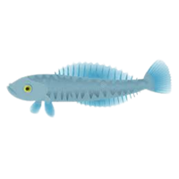Icefish | Fish with Names and Types