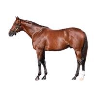 Icel | Horses with Names and Types