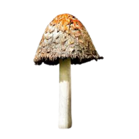 Ink Cap | Mushrooms with Names and Types