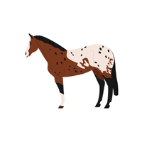 Irish | Horses with Names and Types