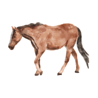 Irish Cob | Horses with Names and Types