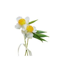 Ironwood | Desert Flowers with Names and Types