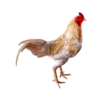 Jersey Giant | Chickens with Names and Types