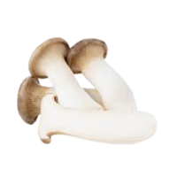 King Trumpet | Mushrooms with Names and Types