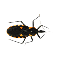 Kissing bug | Crawling Insects Names
