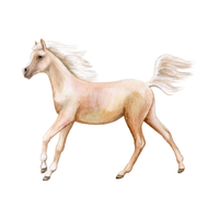 Knab | Horses with Names and Types