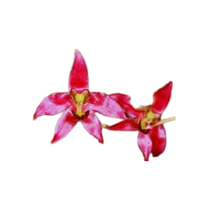 Krameria | Desert Flowers with Names and Types