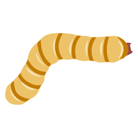 Lacewing larva | Crawling Insects Names