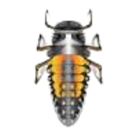 Ladybug larva | Crawling Insects Names