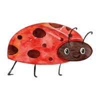 Ladybug | Crawling Insects Names