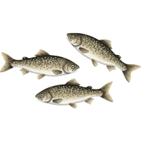 Lake | Fish with Names and Types