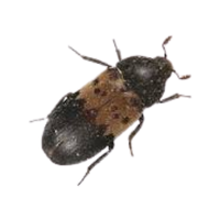 Larder beetle