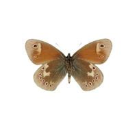 Large Heath | Butterflies with Names and Types