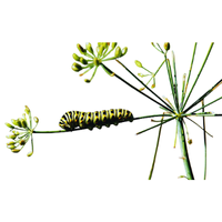 Larval | Butterflies with Names and Types