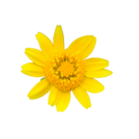 Lasthenia | Desert Flowers with Names and Types