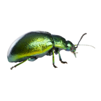 Leaf beetle | Crawling Insects Names