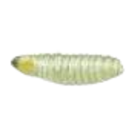Leaf miner larva