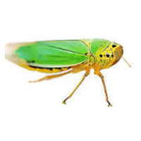 Leafhopper | Crawling Insects Names
