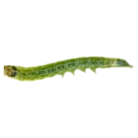 Leafroller larva
