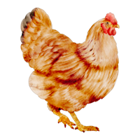 Legbar | Chickens with Names and Types