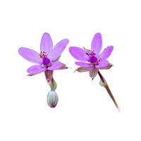 Linanthus | Desert Flowers with Names and Types