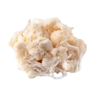 Lion’s Mane | Mushrooms with Names and Types