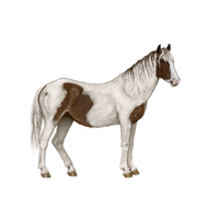 Lipizz | Horses with Names and Types