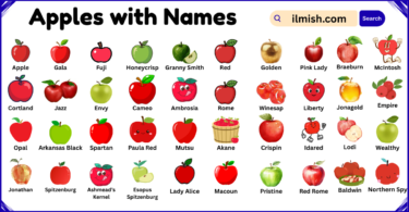 List of Apples with Names and Types in English with Pictures