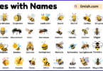 List of Bees with Names and Types in English with Pictures