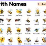 List of Bees with Names and Types in English with Pictures
