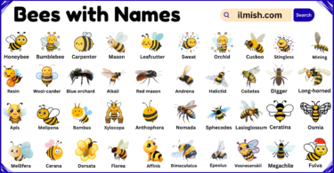 List of Bees with Names and Types in English with Pictures
