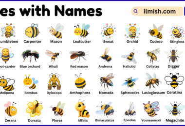List of Bees with Names and Types in English with Pictures