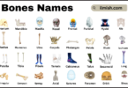 List of Bones with Names and Types in English with Pictures