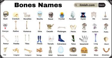 List of Bones with Names and Types in English with Pictures