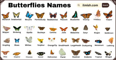 List of Butterflies with Names and Types in English with Pictures