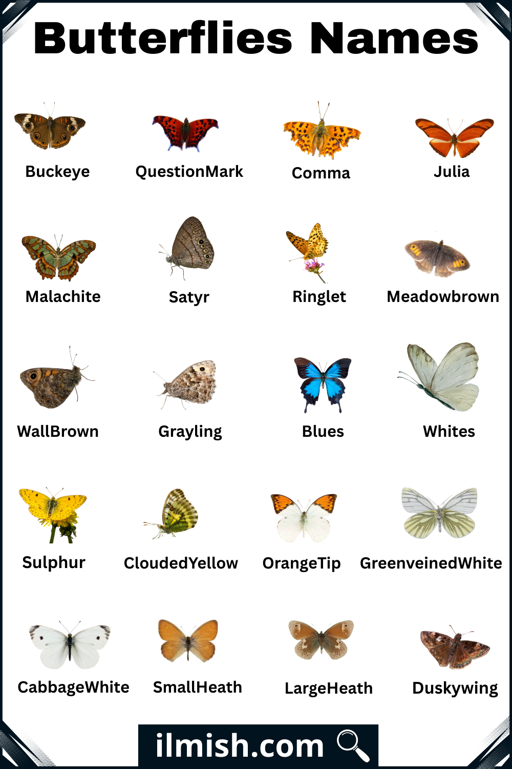 List of Butterflies with Names and Types with Pictures
